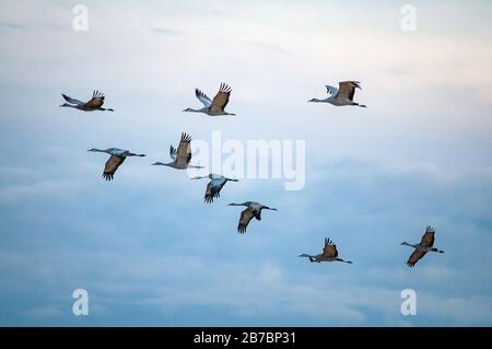 Colorado, USA. März 2020. Sandhill Krane im Flug. Jedes Frühjahr wandern mehr als 20.000 Sandhill Krane durch das San Luis Valley in Colorado. Mehrere Wochen anhalten und sich von Ende Februar bis Anfang April auf frisch geschnittenen Feldern ernähren, tanken die Krane wieder auf, bevor sie nordwärts zu ihren Sommerfeldern in Wyoming und Montana fliegen. Monte Vista National Wildlife Refuge, Monte Vista, Colorado. Credit: Cal Sport Media/Alamy Live News Stockfoto