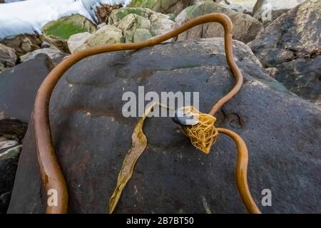 Bull Kelp wusch sich am Ufer der Herring Cove mit Kieselsteinen in der Nähe von Champneys West, Neufundland, Kanada Stockfoto