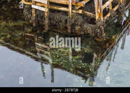 Wasser bei Ebbe unter einer Bühne in Champneys West, heute Teil der Stadt Trinity Bight, in Neufundland, Kanada Stockfoto