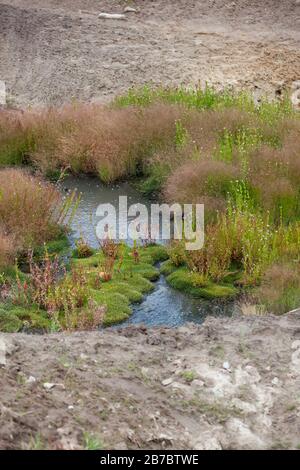 Ein kleiner Teich mit Erdwärme und Gasblasen, die an die Oberfläche schweben und Moos und andere Grünflächen, die in Inselhaufen in der Nähe des warmen Wassers wachsen. Stockfoto