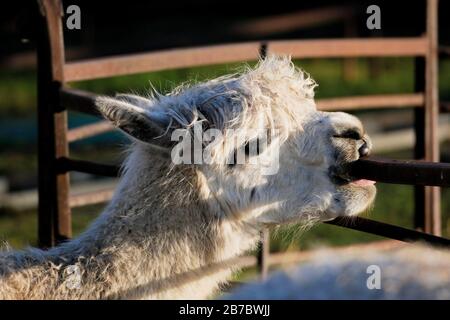 Weiße Lamas kauen auf Fechten, Sonnenlicht fällt über das Gesicht Stockfoto