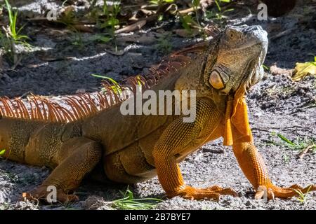 Bonita Springs Florida Flora und Fauna im Januar Stockfoto