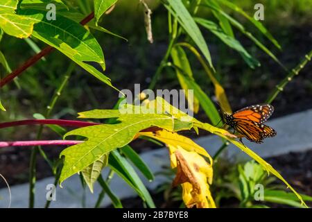 Bonita Springs Florida Flora und Fauna im Januar Stockfoto