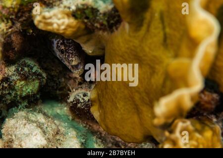 Ein kleiner gefleckter Moränen sticht seinen Kopf aus seinem Versteck im Riff in Bonaire, Niederlande. Stockfoto