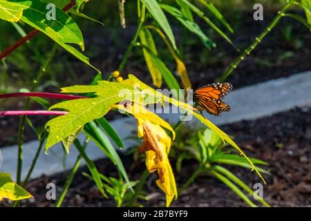 Bonita Springs Florida Flora und Fauna im Januar Stockfoto