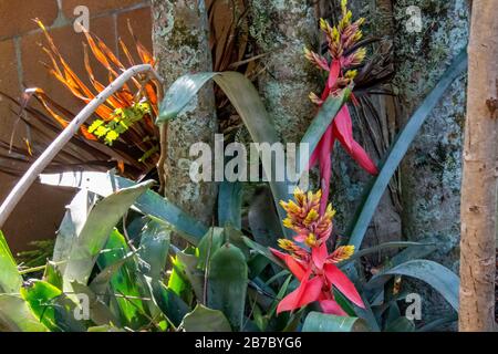 Bonita Springs Florida Flora im Januar Stockfoto