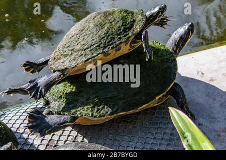 Bonita Springs Florida Flora und Fauna im Januar Stockfoto