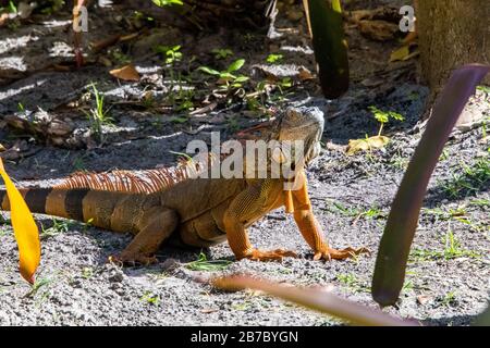 Bonita Springs Florida Flora und Fauna im Januar Stockfoto