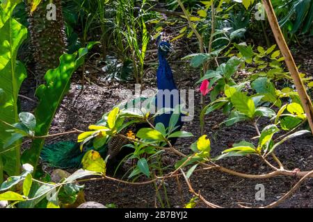 Bonita Springs Florida Flora und Fauna im Januar Stockfoto