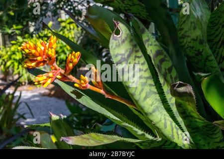 Bonita Springs Florida Flora im Januar Stockfoto