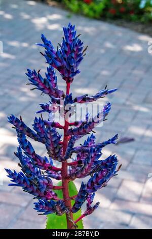 Bonita Springs Florida Flora im Januar Stockfoto