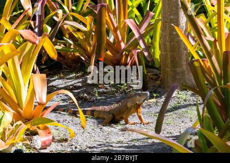 Bonita Springs Florida Flora und Fauna im Januar Stockfoto