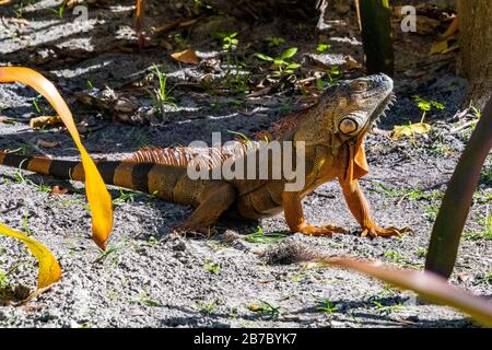 Bonita Springs Florida Flora und Fauna im Januar Stockfoto