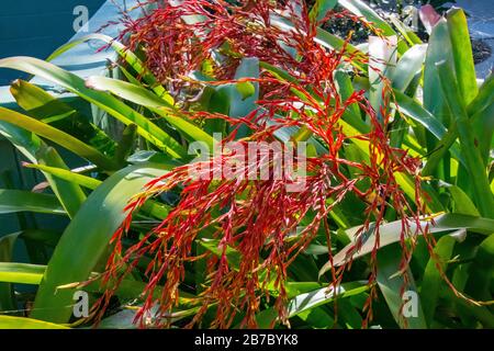 Bonita Springs Florida Flora im Januar Stockfoto