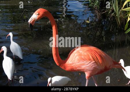 Bonita Springs Florida Flora und Fauna im Januar Stockfoto