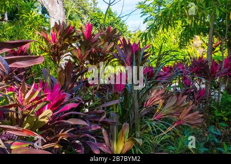 Bonita Springs Florida Flora im Januar Stockfoto