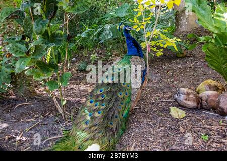 Pfauen in Florida Stockfoto