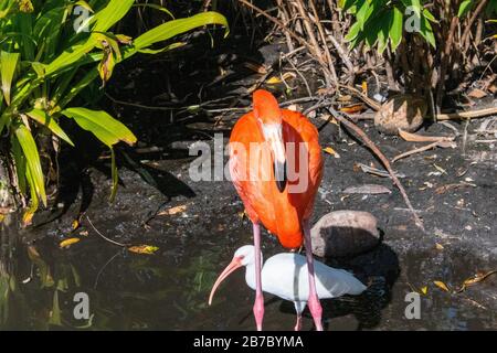 Bonita Springs Florida Flora und Fauna im Januar Stockfoto