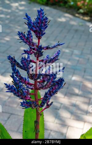 Bonita Springs Florida Flora im Januar Stockfoto