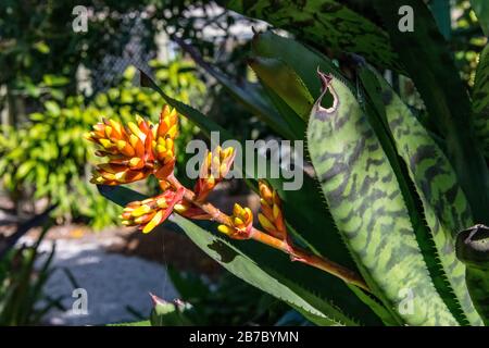 Bonita Springs Florida Flora im Januar Stockfoto