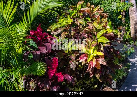 Bonita Springs Florida Flora im Januar Stockfoto