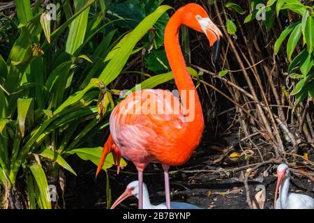 Bonita Springs Florida Flora und Fauna im Januar Stockfoto