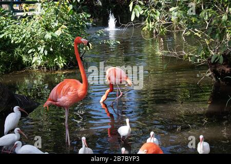 Bonita Springs Florida Flora und Fauna im Januar Stockfoto