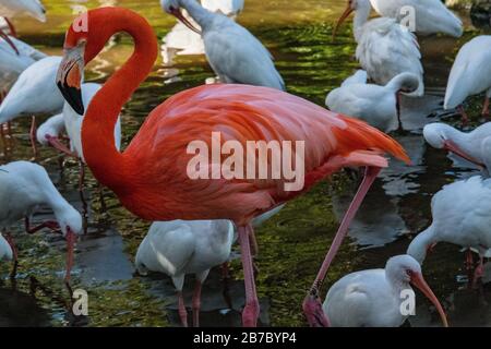 Bonita Springs Florida Flora und Fauna im Januar Stockfoto