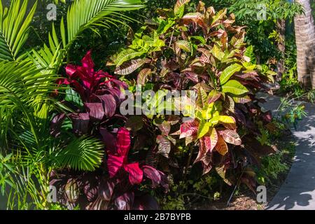 Bonita Springs Florida Flora im Januar Stockfoto