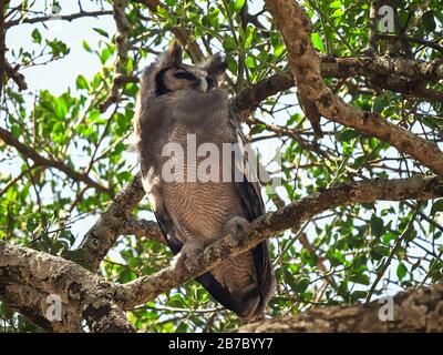 Riesenadler-Eule thront in einem Baum im serengeti-nationalpark Stockfoto