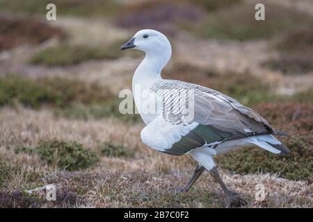 Uplandgans (Chloephaga picta), Falklandinseln, Südatlantik, Südamerika Stockfoto