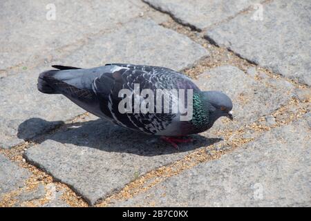 Schöne Tauben füttern im städtischen Plattenboden Stockfoto