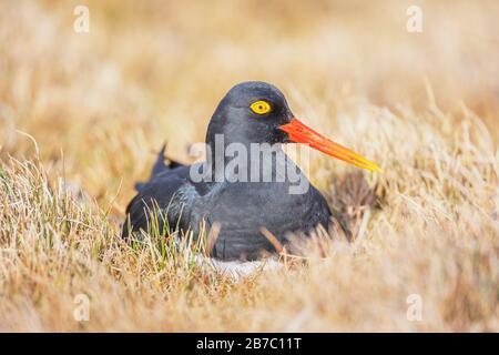 Magellanic Oystercatcher (Haematopus leucopodus), Falkland Islands, Südamerika Stockfoto