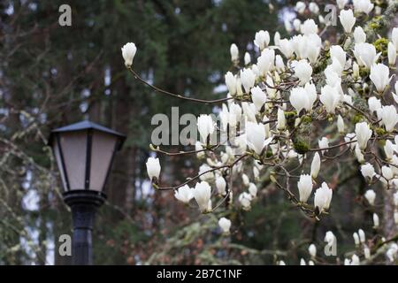 Magnolia denudata neben einer alten Straßenbeleuchtung. Stockfoto