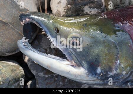 Wilder Rotlachsfisch Sickeye Salmon Oncorhynchus nerka. Pazifische lachsrote Farbe beim Laichen, sterben nach dem Laichen. Nahansicht der Fischschnauze Stockfoto