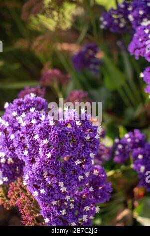 Das Sloat Garden Center ist eine Baumschulkette, die viele verschiedene Arten von Pflanzen für Gärten verkauft. Dieser befindet sich in Kentfield, CA. Stockfoto