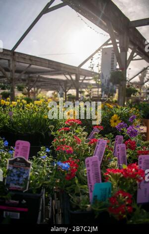 Das Sloat Garden Center ist eine Baumschulkette, die viele verschiedene Arten von Pflanzen für Gärten verkauft. Dieser befindet sich in Kentfield, CA. Stockfoto