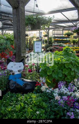 Das Sloat Garden Center ist eine Baumschulkette, die viele verschiedene Arten von Pflanzen für Gärten verkauft. Dieser befindet sich in Kentfield, CA. Stockfoto