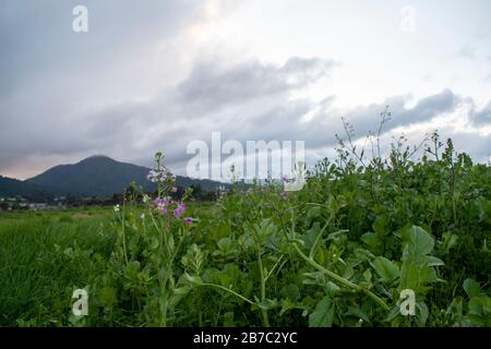 Viele Wanderwege erstrecken sich über den Corte Madera Marsh State Marine Park, der eine schöne Aussicht bietet. Stockfoto