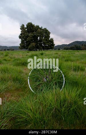 Viele Wanderwege erstrecken sich über den Corte Madera Marsh State Marine Park, der eine schöne Aussicht bietet. Stockfoto