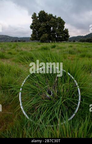 Viele Wanderwege erstrecken sich über den Corte Madera Marsh State Marine Park, der eine schöne Aussicht bietet. Stockfoto