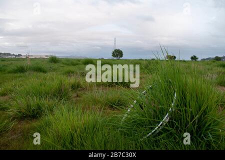 Viele Wanderwege erstrecken sich über den Corte Madera Marsh State Marine Park, der eine schöne Aussicht bietet. Stockfoto