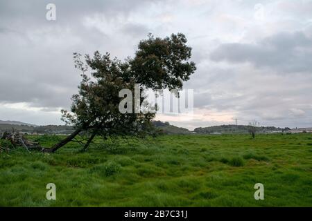 Viele Wanderwege erstrecken sich über den Corte Madera Marsh State Marine Park, der eine schöne Aussicht bietet. Stockfoto