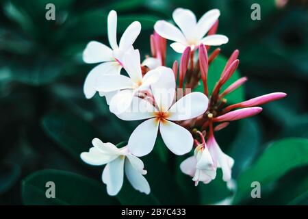 EINE SCHÖNE WEISSE BLUMENPFLANZE Stockfoto