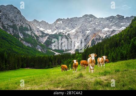 Kühe weiden auf den grünen Wiesen in den Kamnik Savinja Alpen, Slowenien, Europa Stockfoto