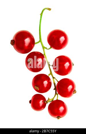 Rote Beeren aus der Vogelperlen liegen isoliert auf Weiß Stockfoto