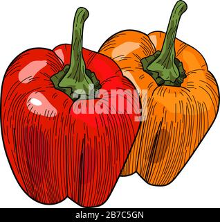 Coloful Paprika, Illustration, Vektor auf weißem Hintergrund. Stock Vektor