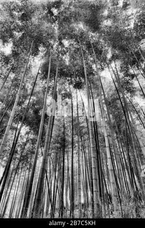 Große Bambuspflanzen in Bamboo Hain der Stadt Kyoto, Japan. Gerade Trunks von Grund auf, um den Himmel zu bedecken - kontrastierender Schwarz-Weiß-Eindruck. Stockfoto
