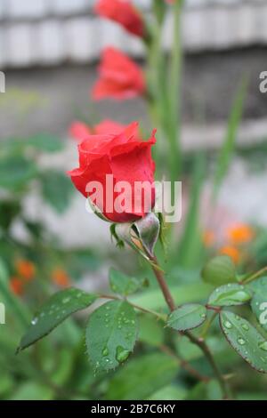 Rote Rose Knospe wächst mit Regentropfen auf Blättern im Garten. Schöne und romantische Blume blüht auf dem Hinterhof. Heller Pflanzenbusch. Valentine Geschenk und Liebe Symbol. Blumen natürlichen vertikalen Hintergrund Stockfoto