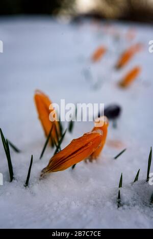 Gelbe Blumenknospe schneite im Frühjahr mit weichem Schnee und wartet geduldig auf warmes Sonnenlicht, um weiße Schneedecke zu entfernen Stockfoto